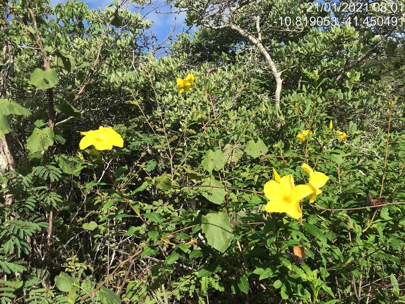 Allamanda puberula photo 4