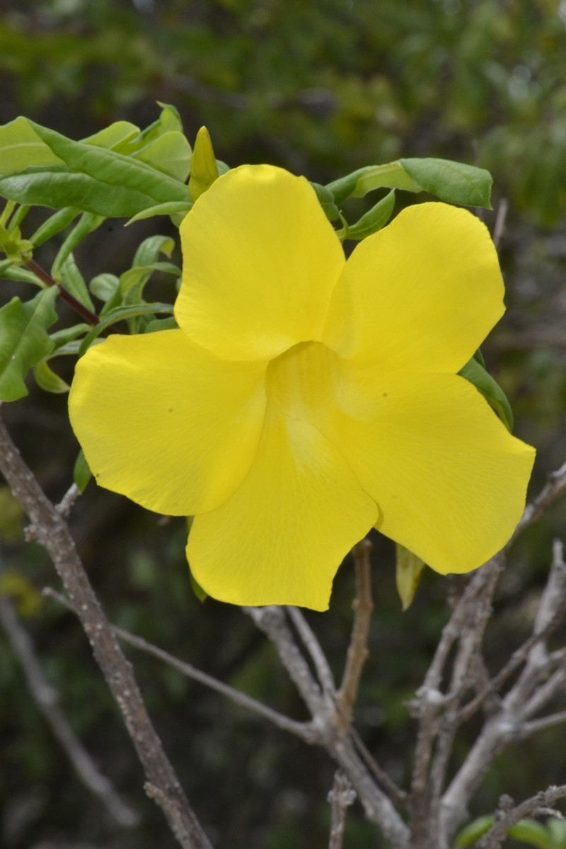 Allamanda puberula photo 5