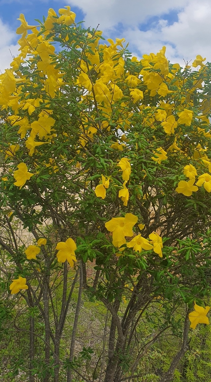 Allamanda puberula photo 6