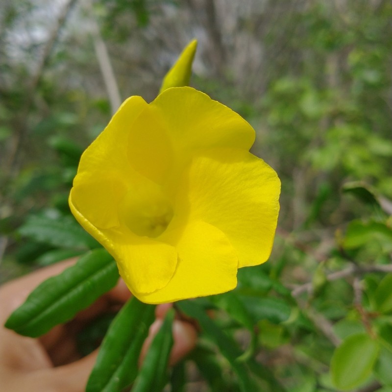 Allamanda puberula photo 7