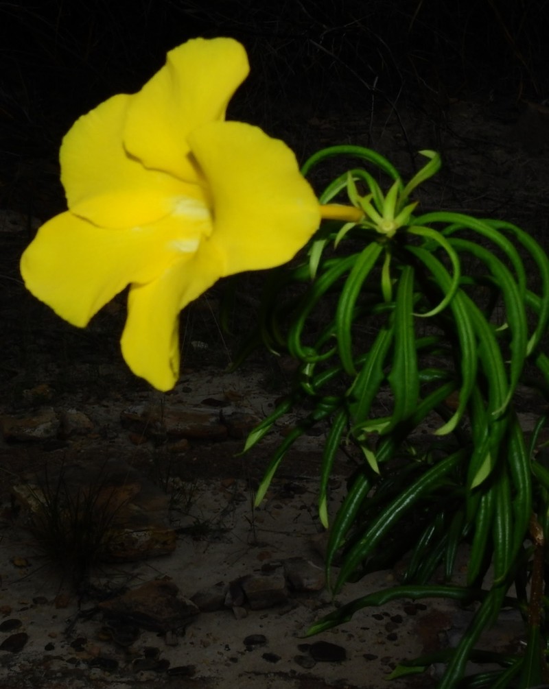 Allamanda puberula photo 8