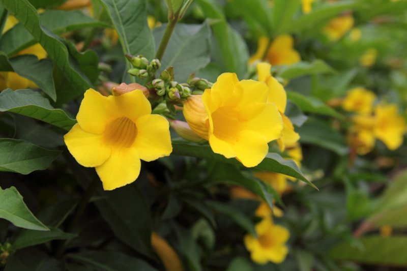 Bush Allamanda