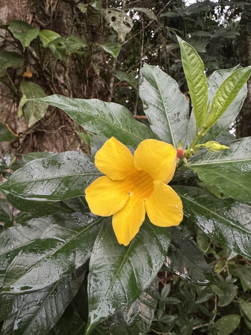 Bush Allamanda photo 3
