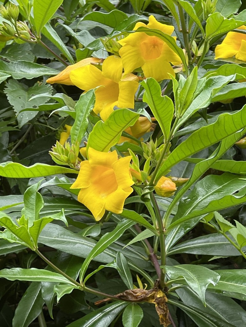 Bush Allamanda photo 4