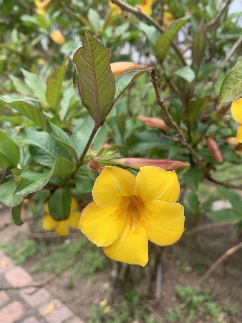 Bush Allamanda photo 5