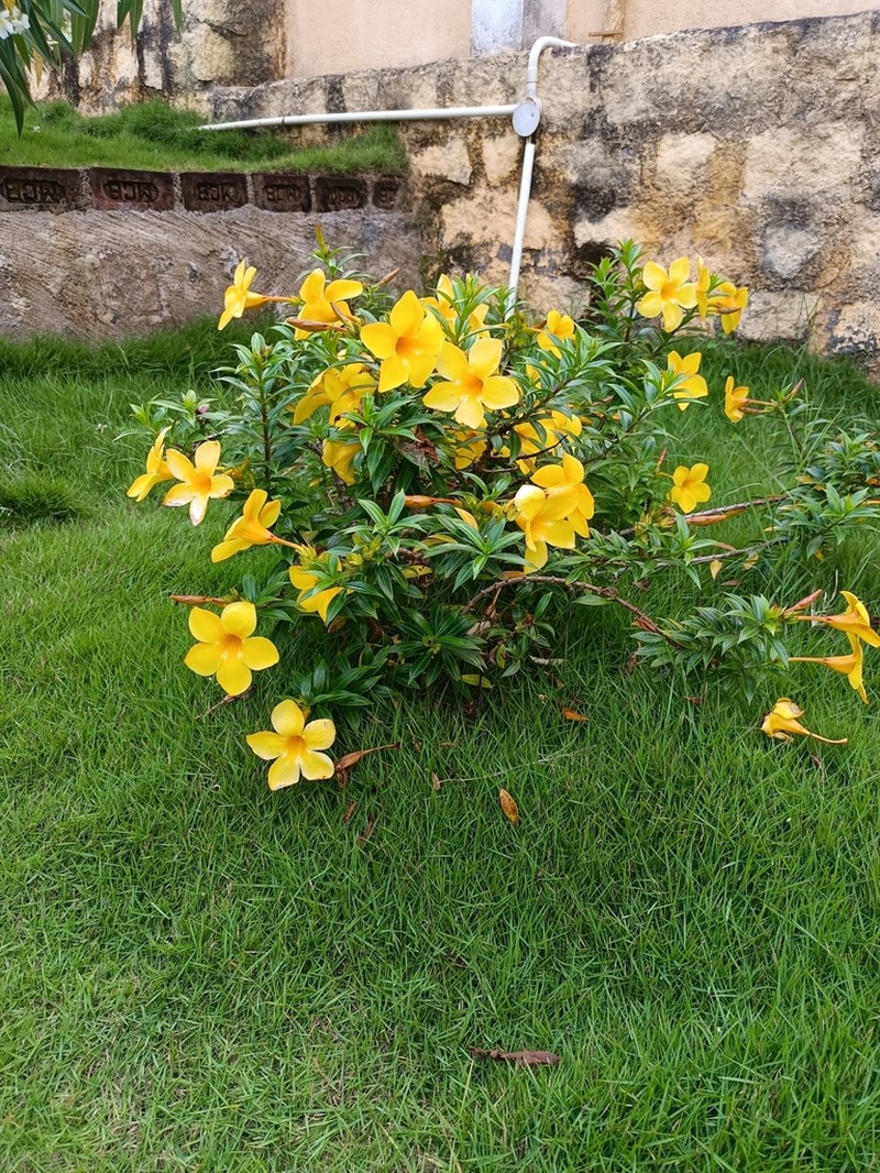 Bush Allamanda photo 6