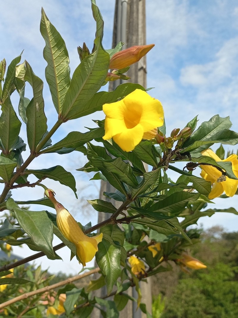 Bush Allamanda photo 7