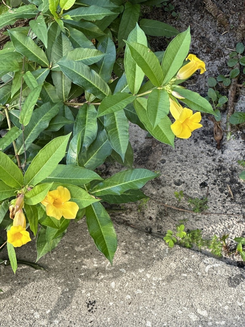 Bush Allamanda photo 8