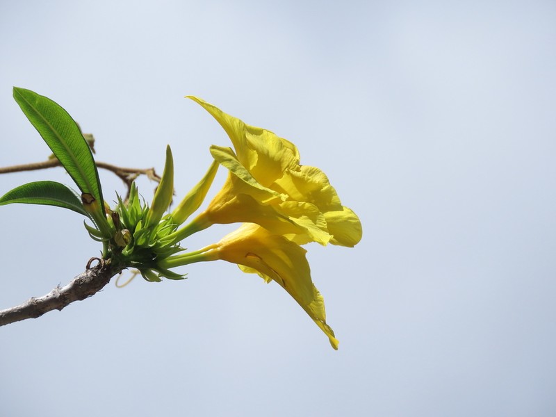 Allamanda weberbaueri photo 2