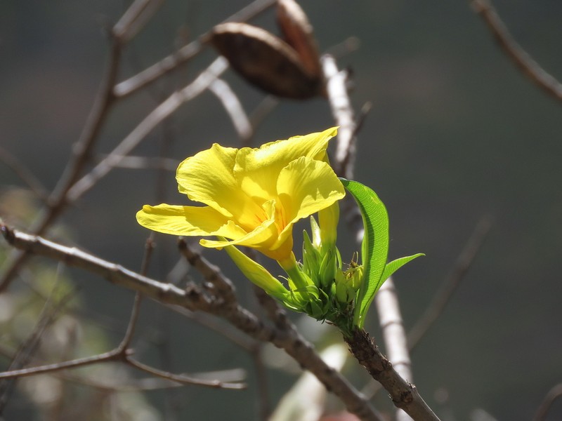 Allamanda weberbaueri photo 3