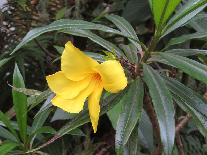 Allamanda weberbaueri photo 4