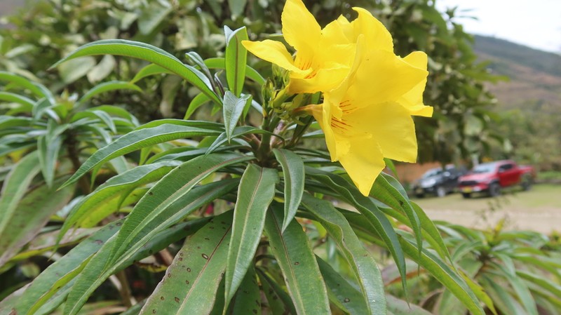 Allamanda weberbaueri photo 5