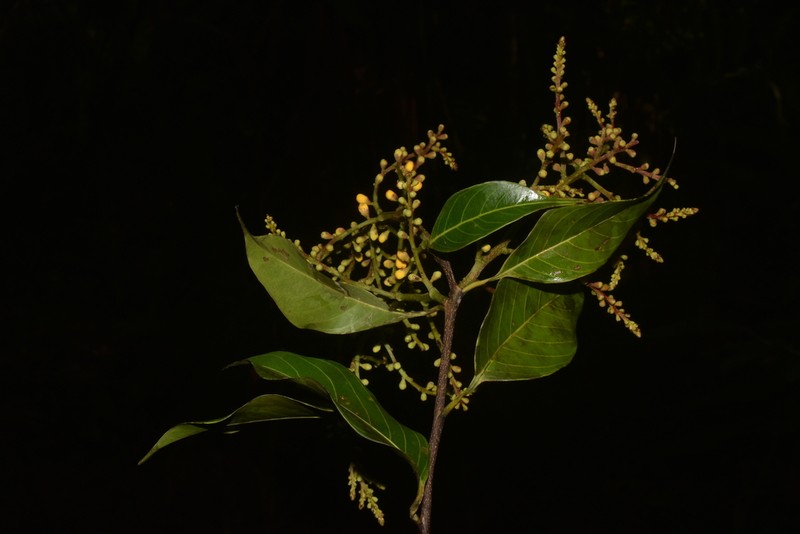 Allantoma decandra