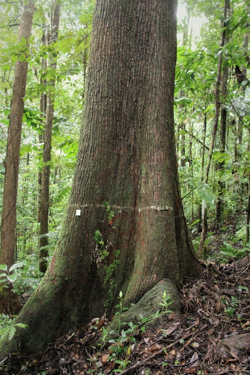 Allantoma decandra photo 3