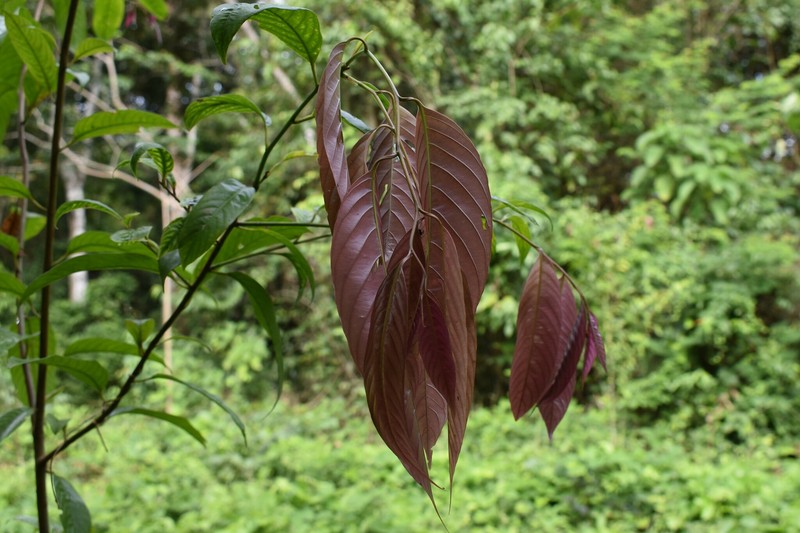 Allantoma decandra photo 7