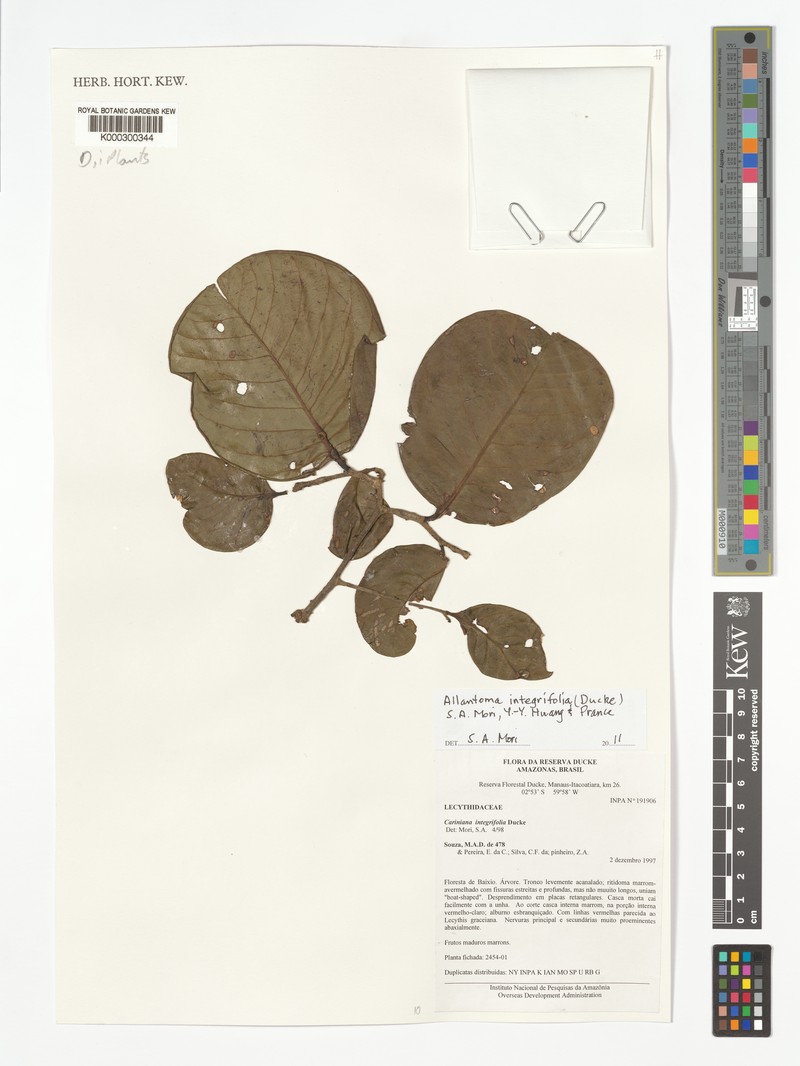 Allantoma integrifolia