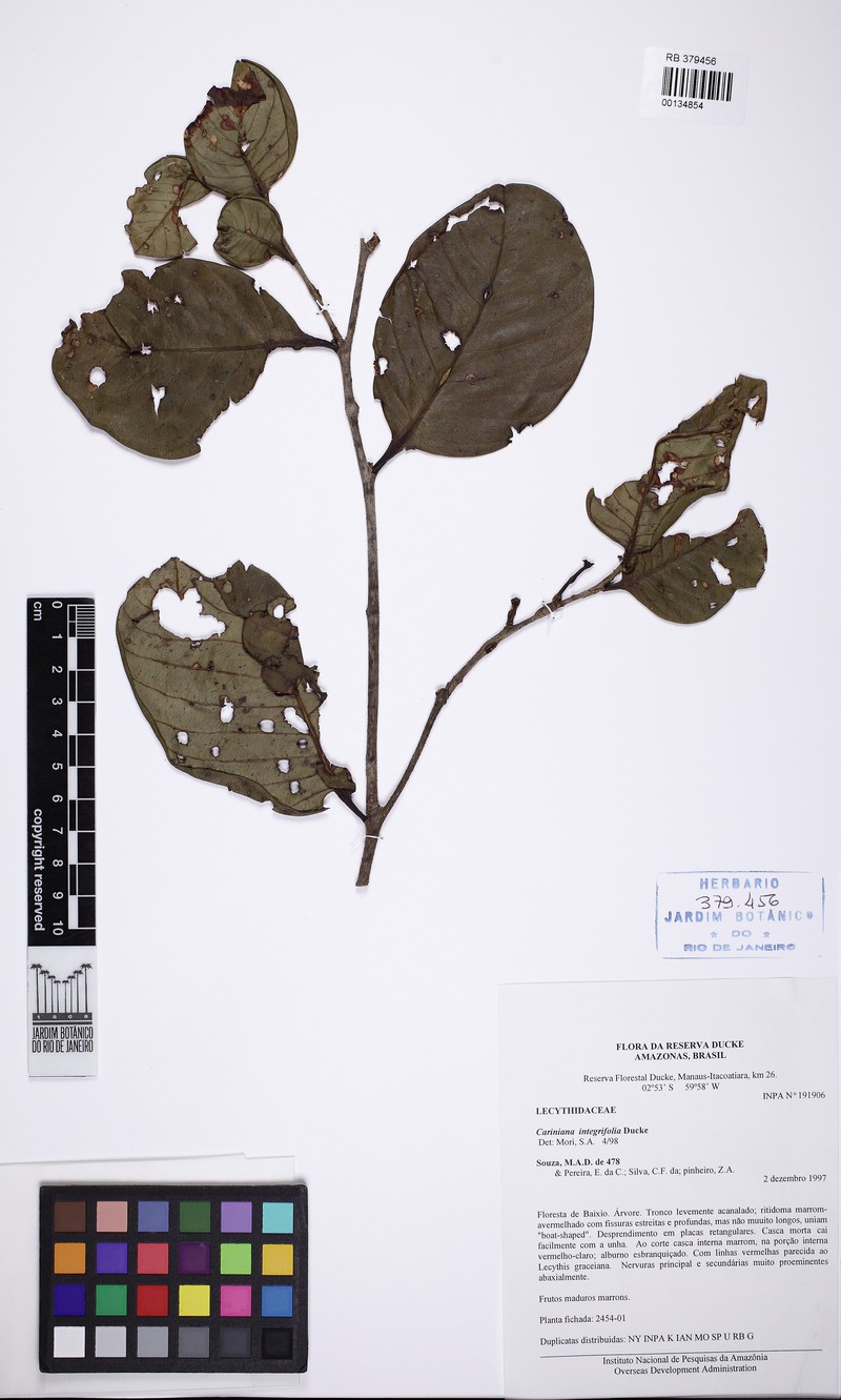 Allantoma integrifolia photo 2