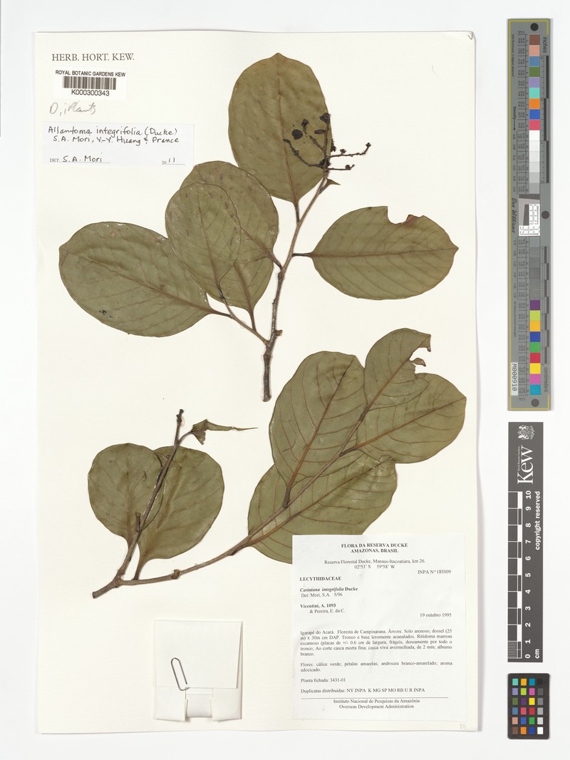 Allantoma integrifolia photo 3