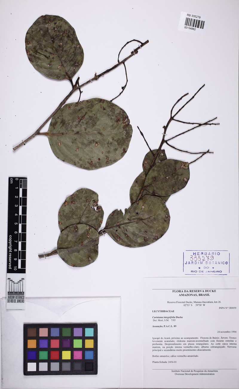 Allantoma integrifolia photo 4