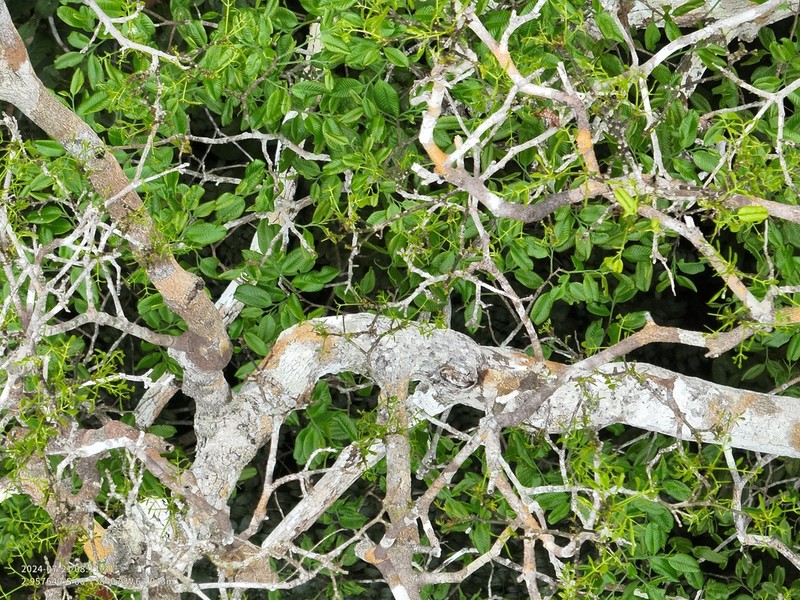 Allantoma lineata photo 2