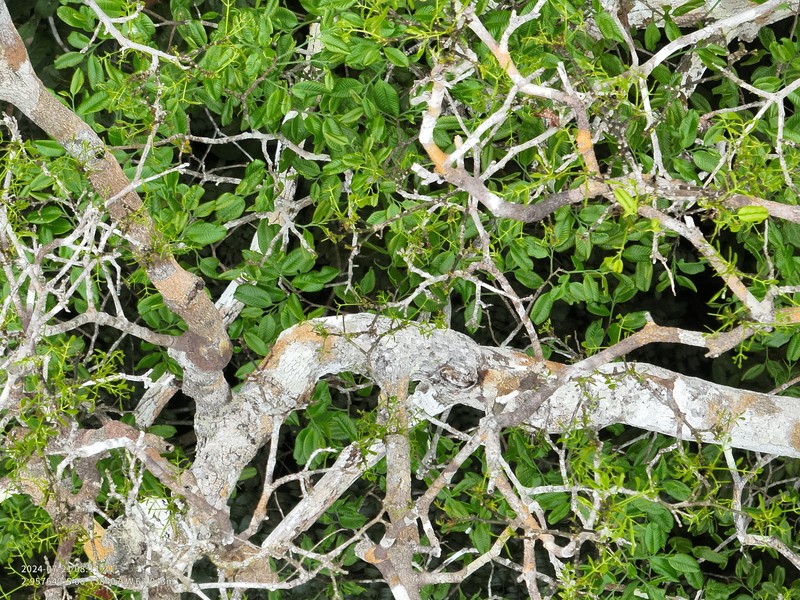 Allantoma lineata photo 3