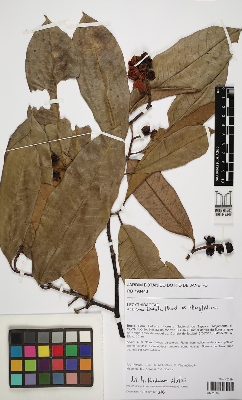 Allantoma lineata photo 4