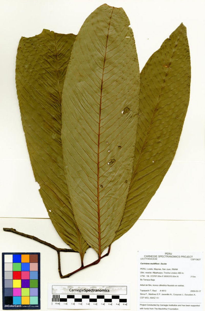 Allantoma pluriflora