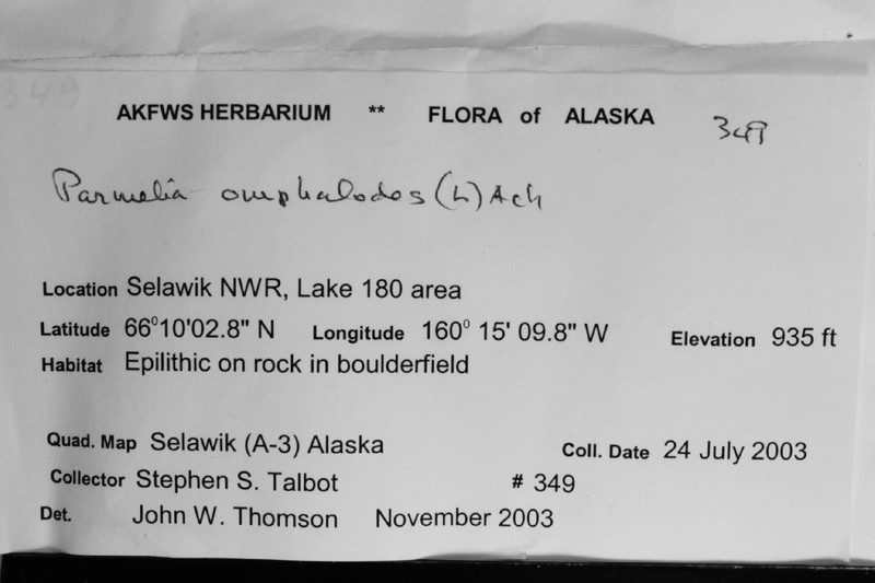 Almquist's Allantoparmelia Lichen photo 2