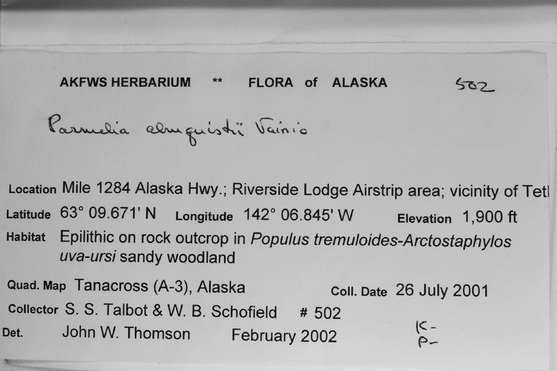 Almquist's Allantoparmelia Lichen photo 3