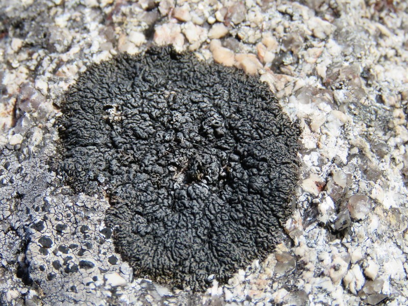 Allantoparmelia Lichen photo 3