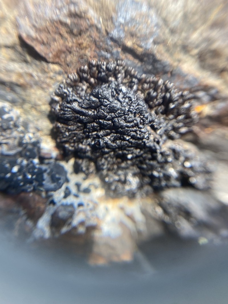 Allantoparmelia Lichen photo 4