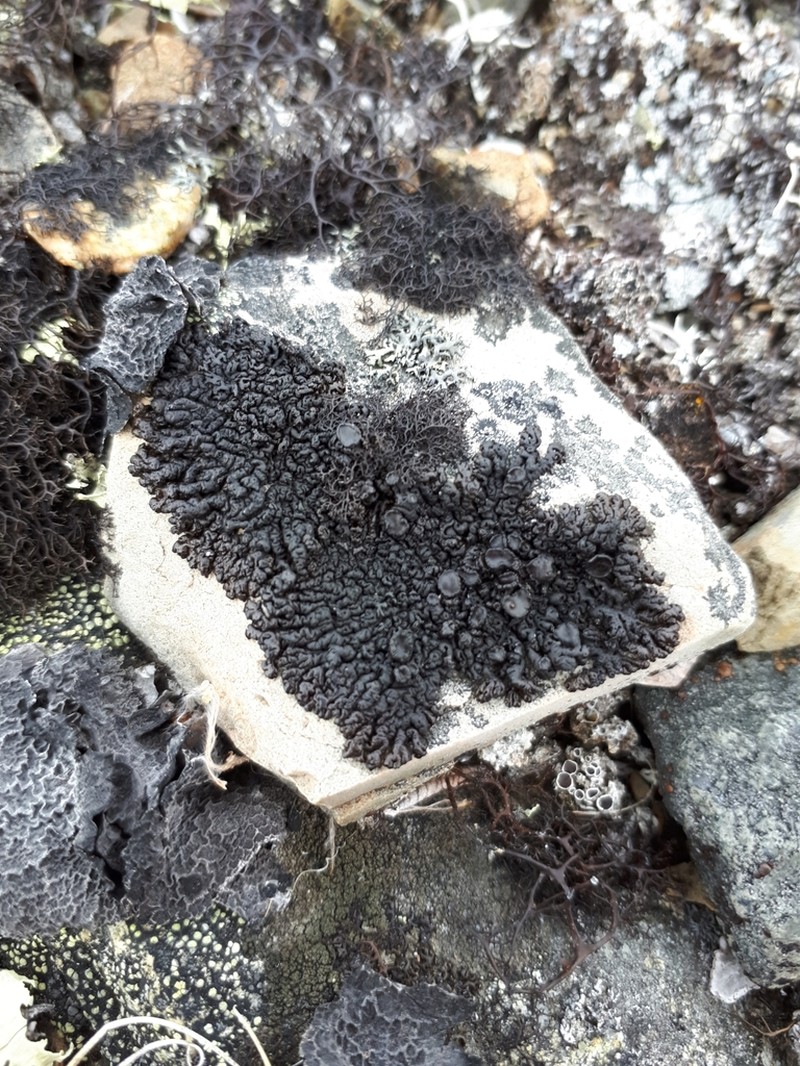 Allantoparmelia Lichen photo 5