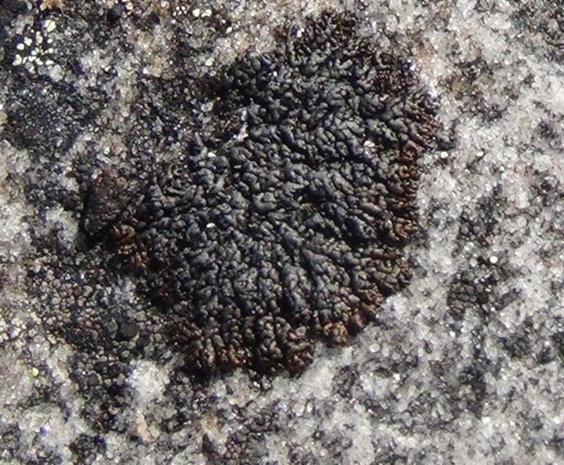 Allantoparmelia Lichen photo 6