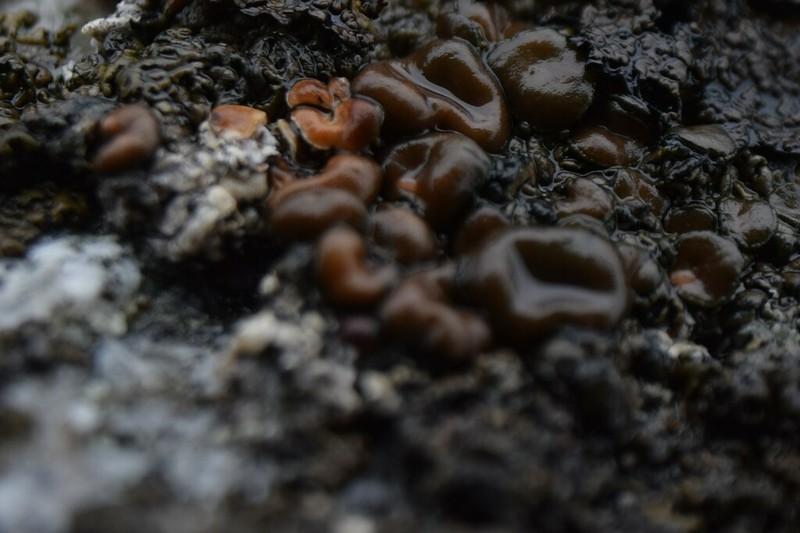Allantoparmelia Lichen photo 7