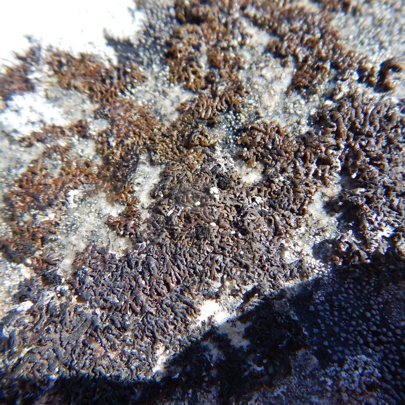 Allantoparmelia Lichen photo 8