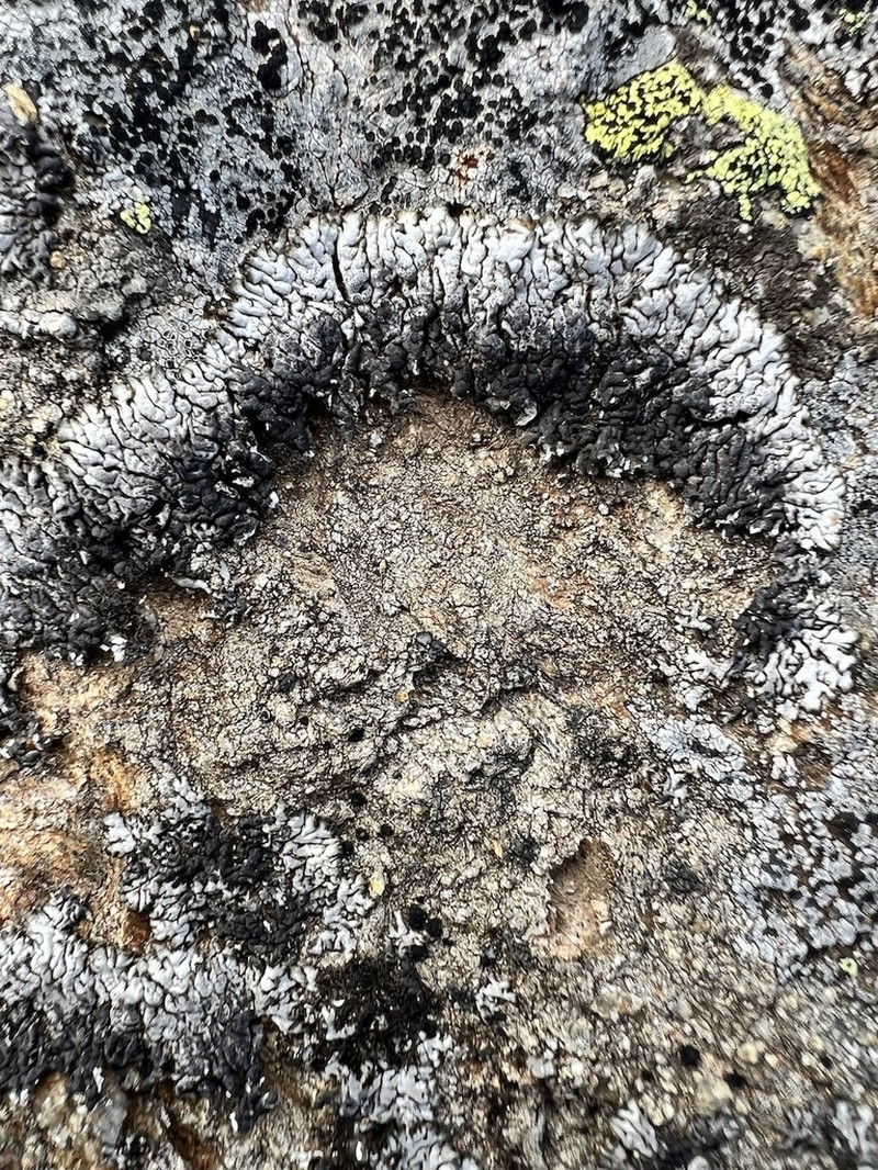 Allantoparmelia Lichen photo 9