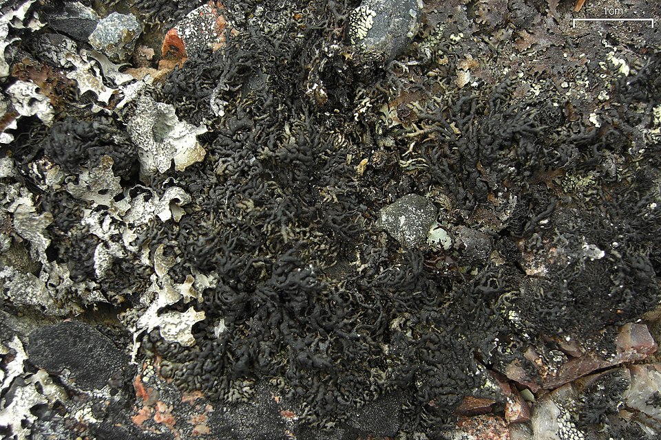 Allantoparmelia Lichen