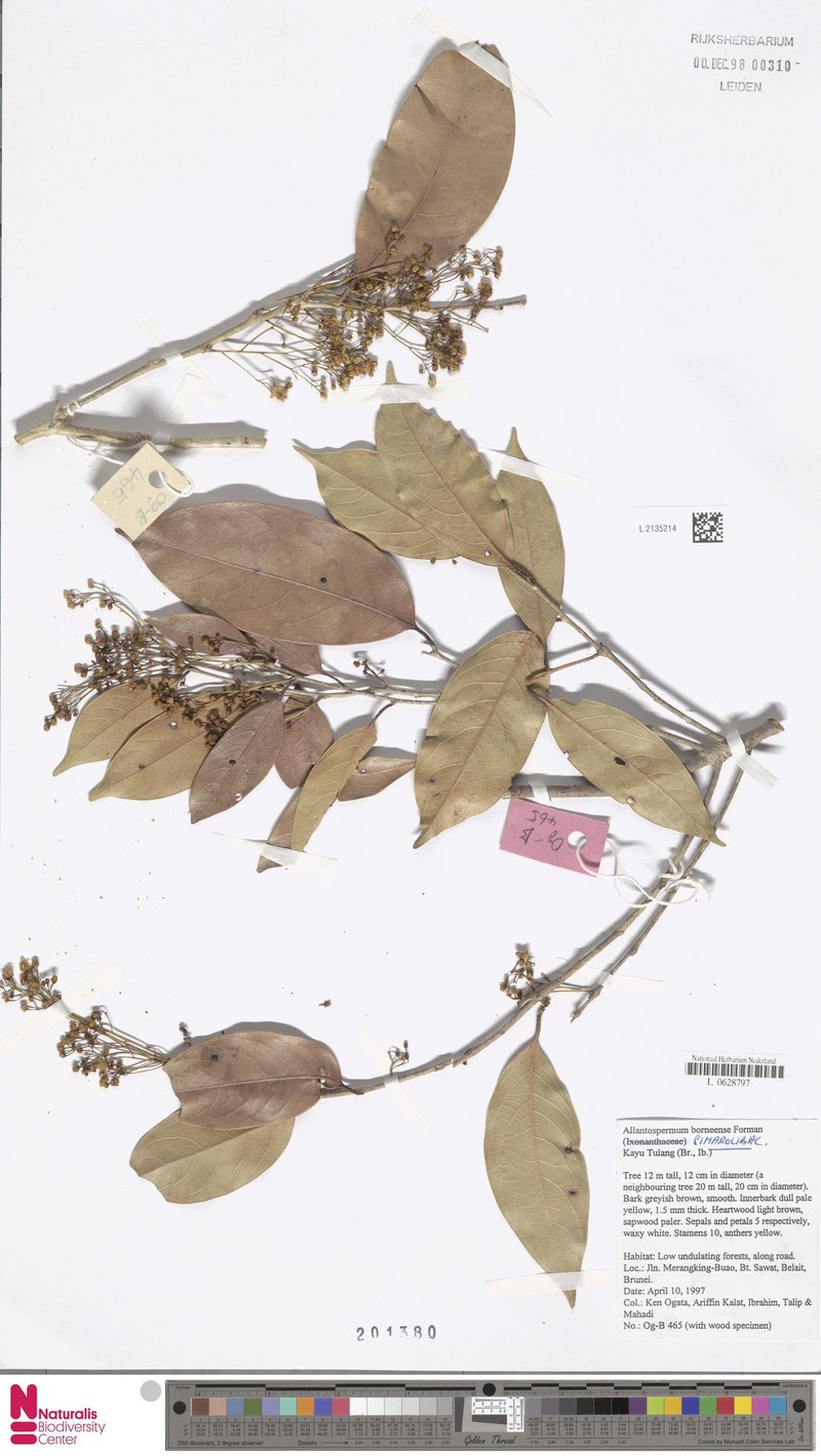 Allantospermum borneense