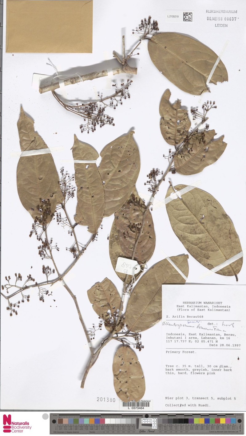 Allantospermum borneense photo 2
