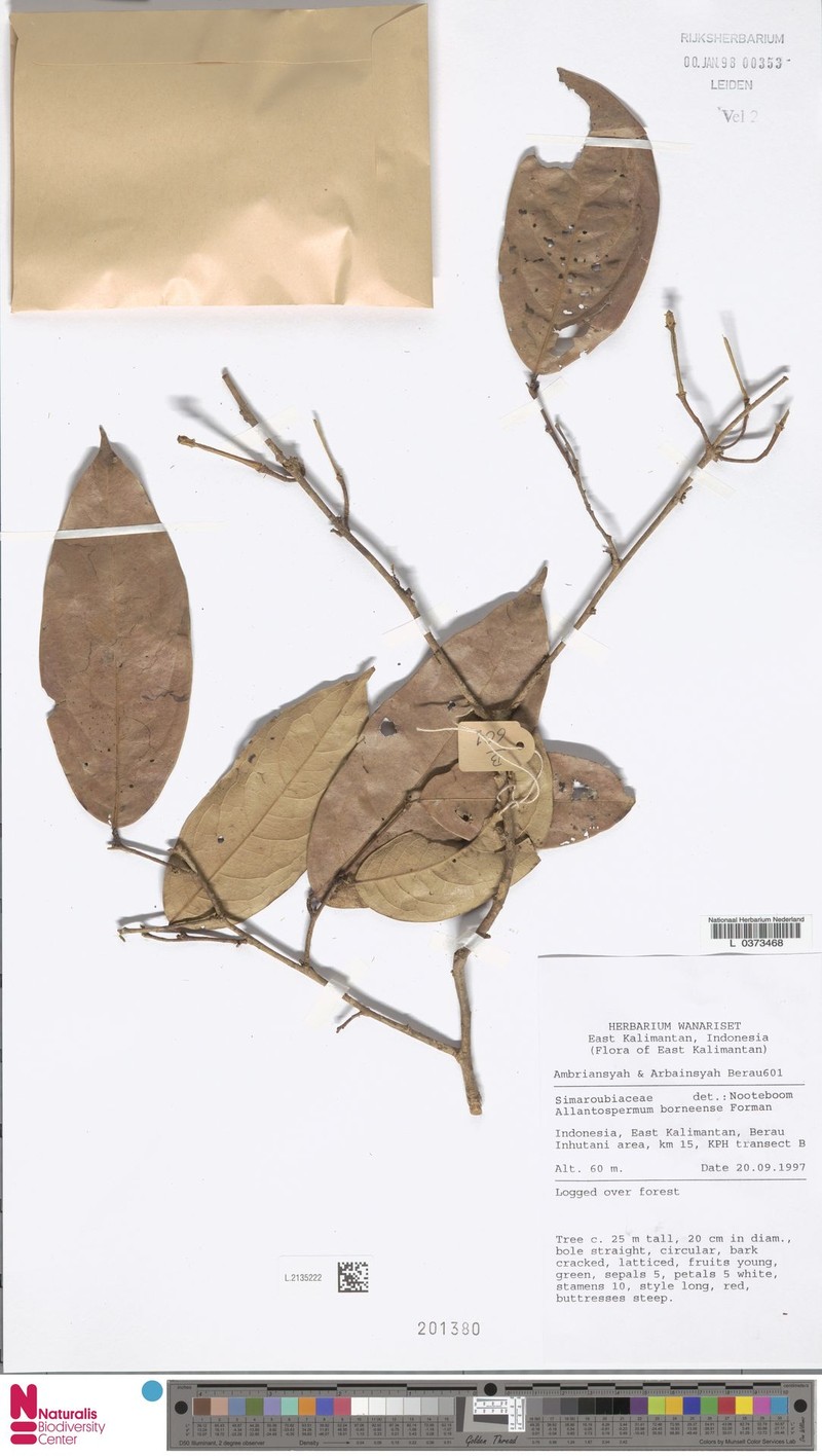 Allantospermum borneense photo 3