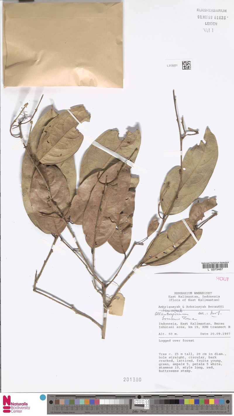 Allantospermum borneense photo 4
