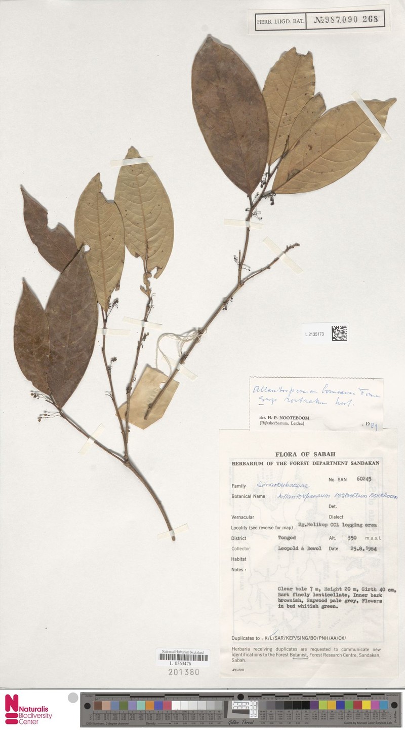 Allantospermum borneense subsp. rostratum