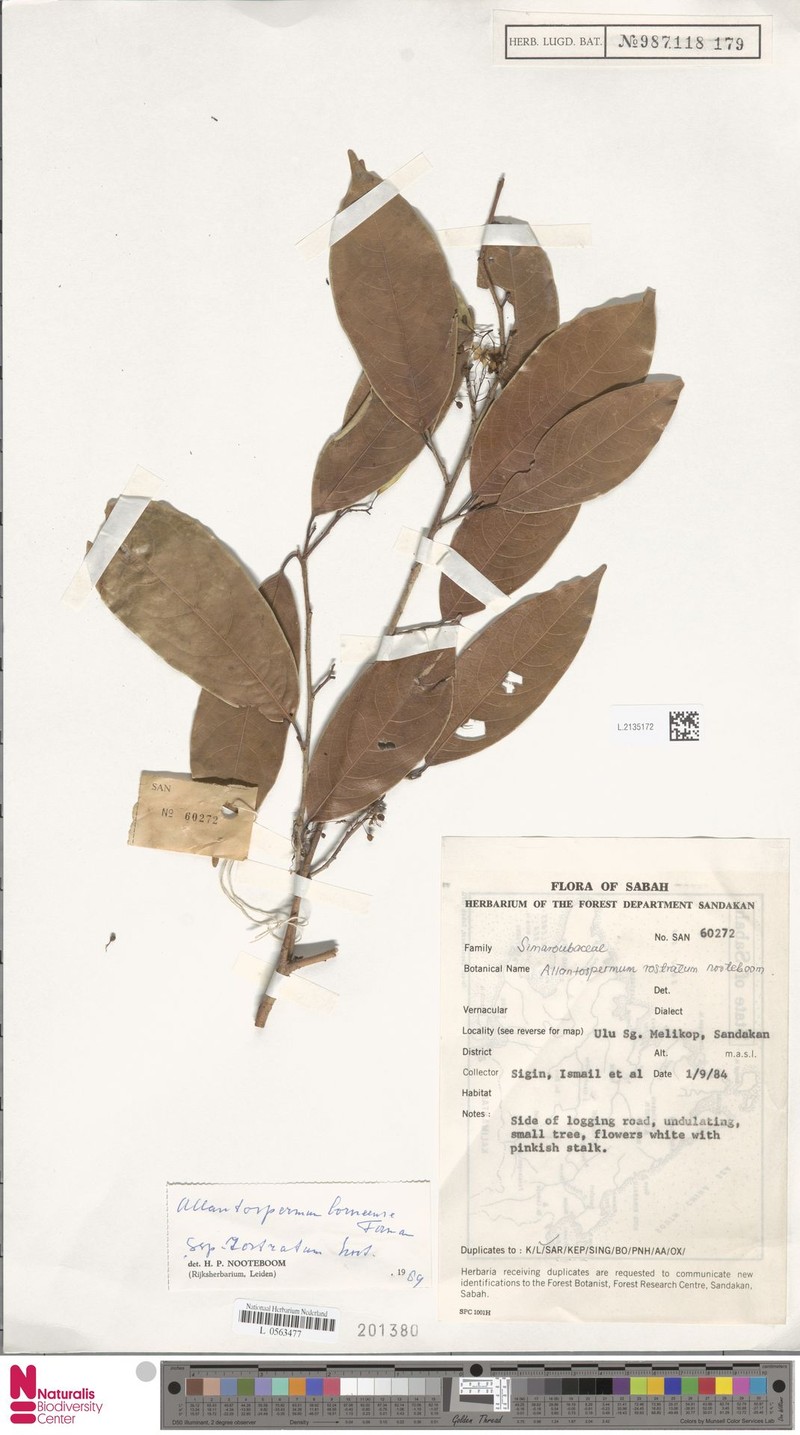 Allantospermum borneense subsp. rostratum photo 2