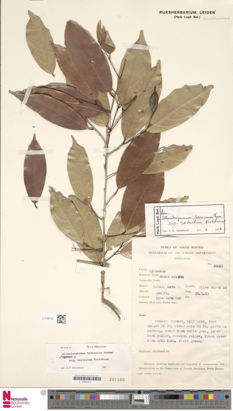Allantospermum borneense subsp. rostratum photo 3
