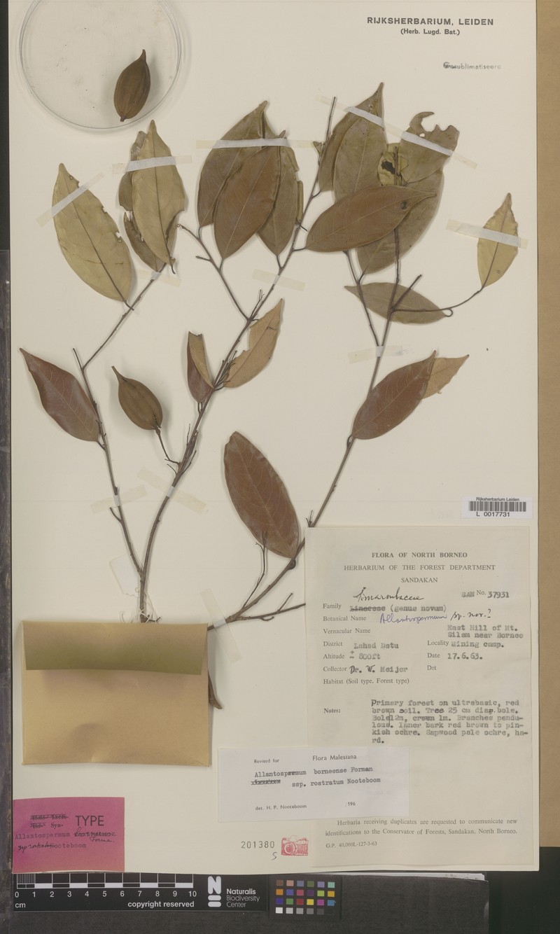 Allantospermum borneense subsp. rostratum photo 4