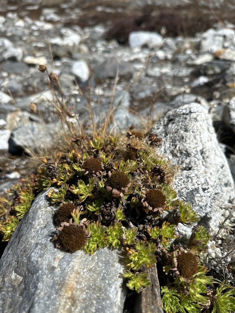 Allardia glabra