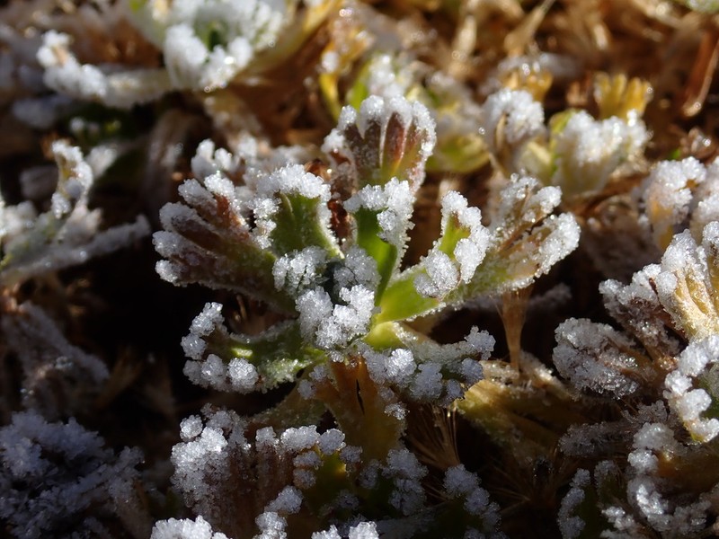 Allardia glabra photo 2