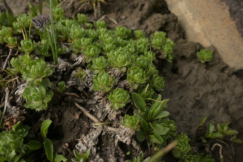 Allardia glabra photo 3