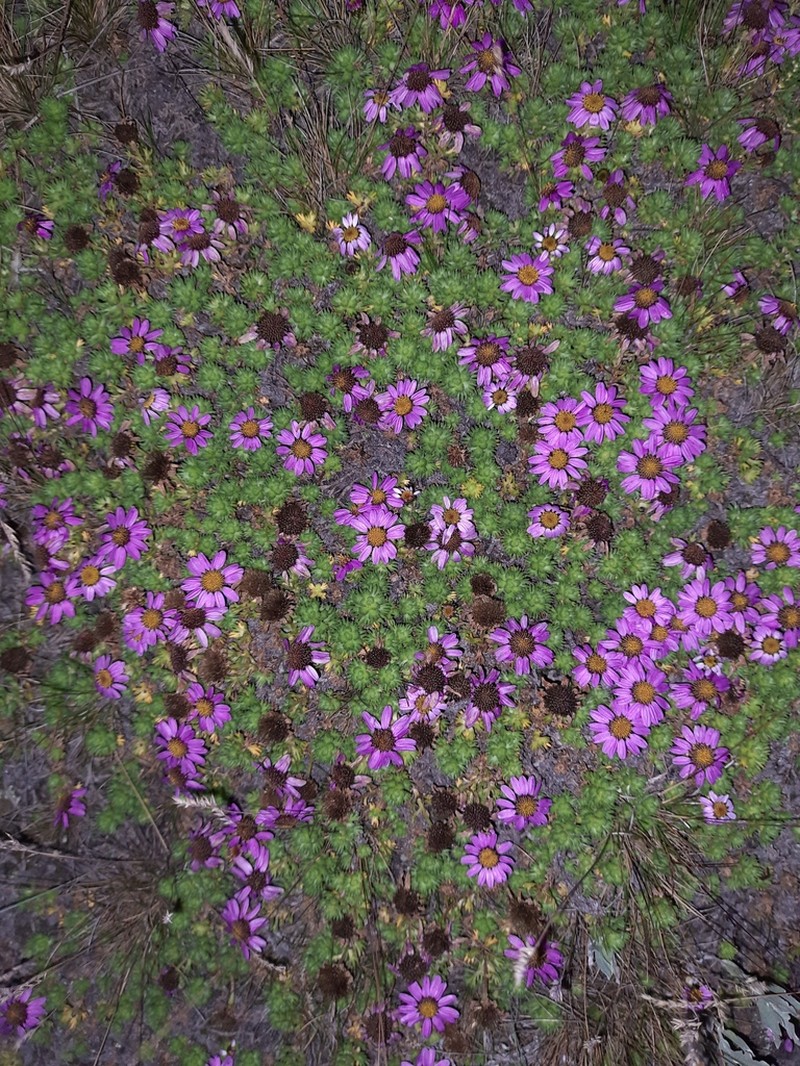 Allardia glabra photo 4