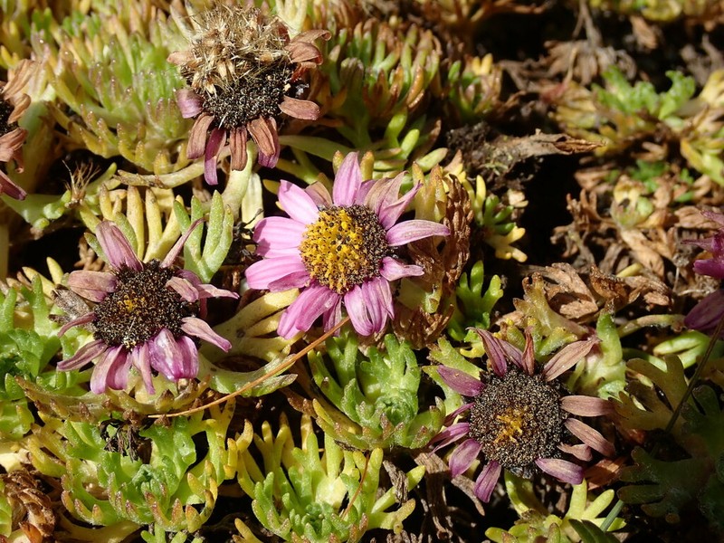Allardia glabra photo 5